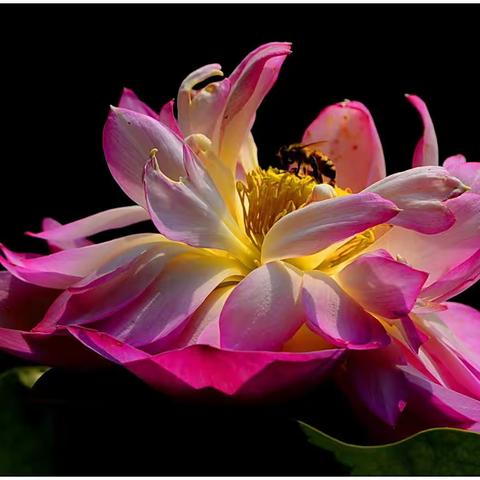 【夏末立秋赏荷】2021.08.07.游览英歌石植物园荷花园随拍！