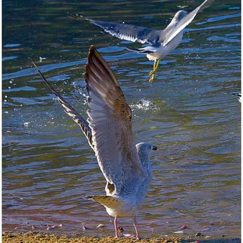 【原创】《初冬拍鸥》2020.12.05.老虎滩海洋公园晨拍！