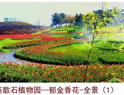 【英歌石植物园-郁金香花-春天美如画】2021.04.17.