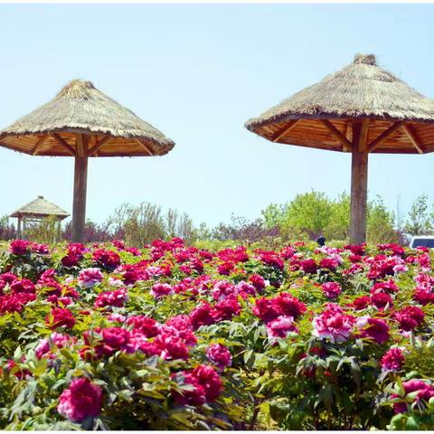 【唯有牡丹真国色】2021.05.06