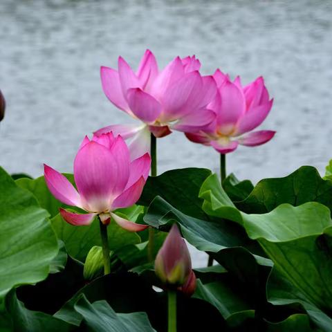 【滨海风情原创】《夏雨荷韵》2022.07.30.游览前关湿地公园！