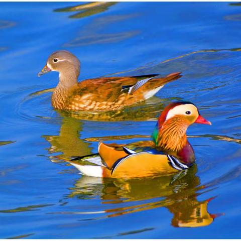 【原创】《鸳鸯篇》2020.12.20.菱角湾下午随拍！