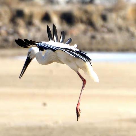 【滨海风情】（2）《东方白鹳》2022.01.06.旅顺双岛湾张家村