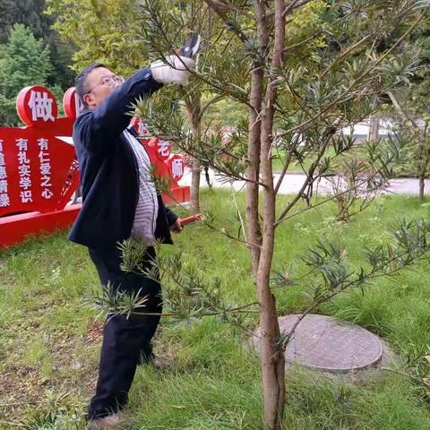 高桥坝小学：神秘“园丁”剪枝条，校园风景美如画