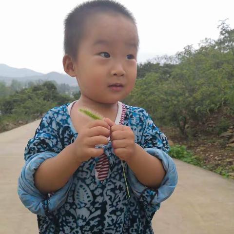 小小狗尾巴草，大大的开心！