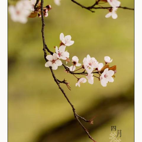 芳菲四月天，农商送好礼