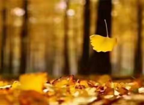 《秋天来了，树木与小熊》