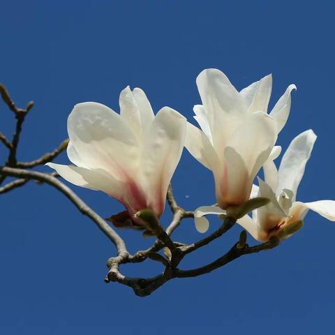 春风送来玉兰缘