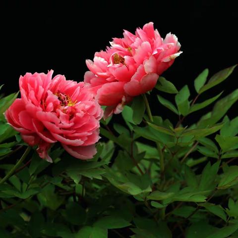 2020摄影入选作品集