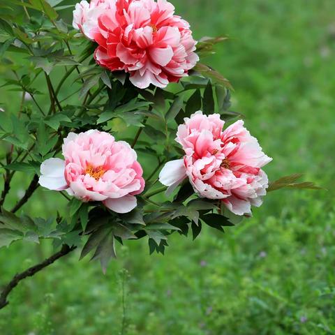 争奇斗艳只为春