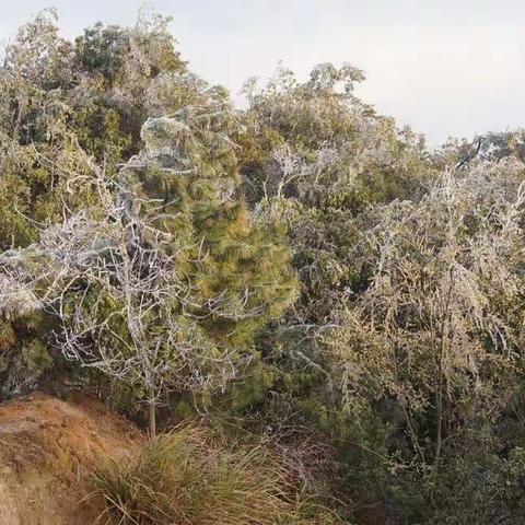 新丰的冰挂我头次见到