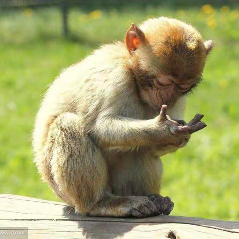 《我有友情要出租》绘本续写