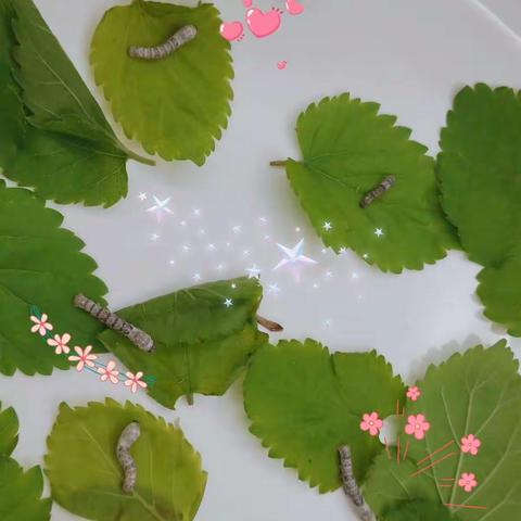 4月2日见证蚕宝宝的蜕皮