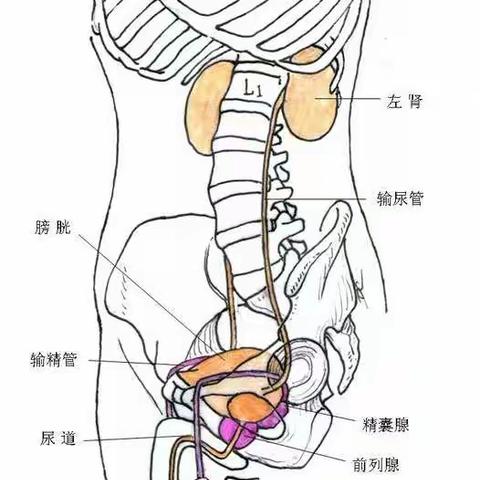 “关注泌尿健康，关爱泌尿病人，为爱携手同行”——U医公益行大型义诊活动预告！