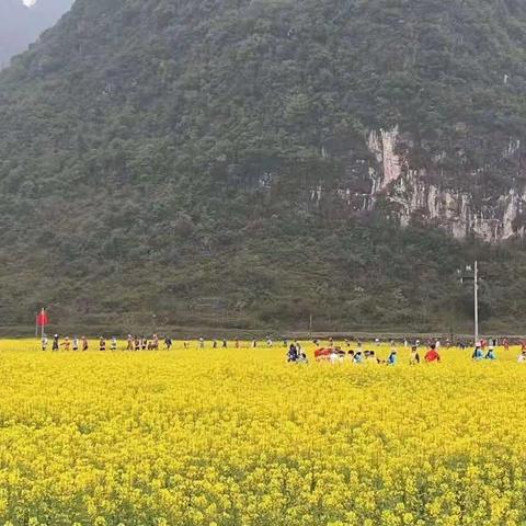 德保县马隘镇太和幼儿园开展踏春活动 ——沐浴着春风 观赏油菜花