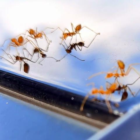 蚁 舞——华为P40pro拍蚂蚁