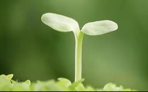 话“语”，研“语”，“语”你同行——使赵中心小学秋村分校语文单元整体教学小记