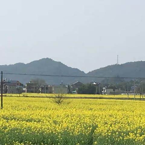 品味名师风采感受核心素养魅力——参加全国小学英语课赛一等奖精品课展示观摩课有感