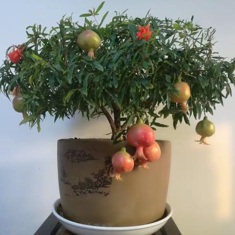 金秋榴花红.石榴盆景艳