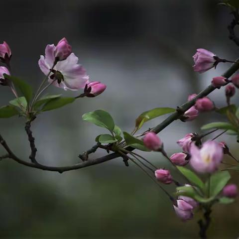 月牙湖畔赏春花——垂丝海棠