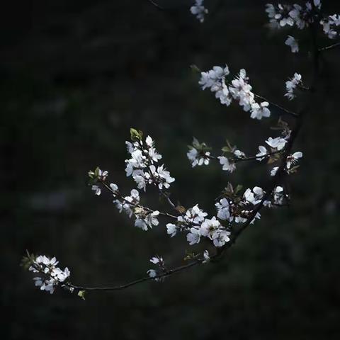 月牙湖畔赏春花——紫叶李