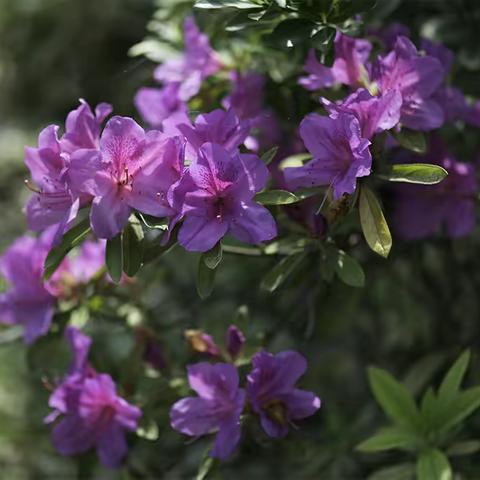 月牙湖畔赏春花——杜鹃花