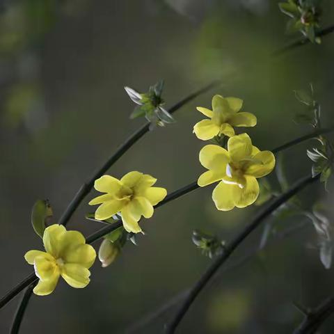 月牙湖畔赏春花——迎春花