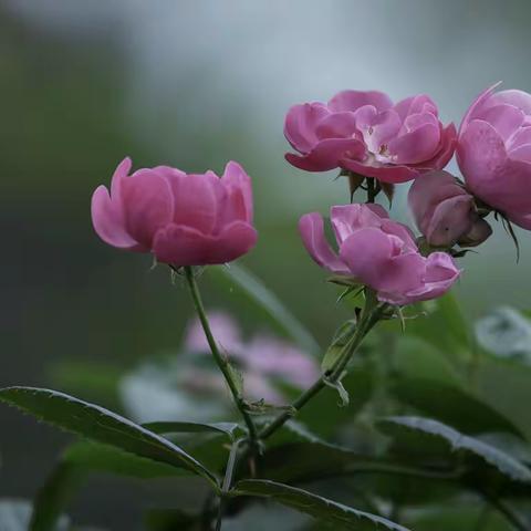 月季花