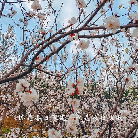 花样女神 芳华如你