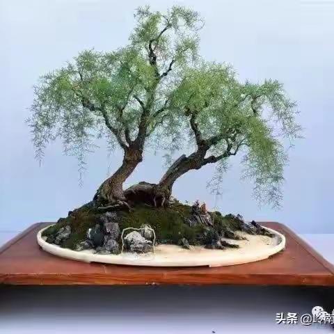 终于入手了我的柽柳