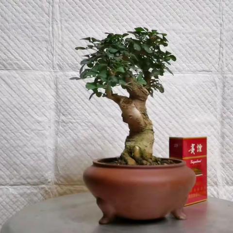 小老桩一棵，对接白蜡