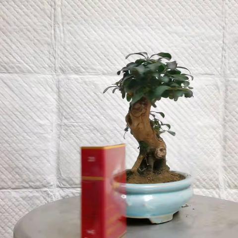 再来一棵小叶米东