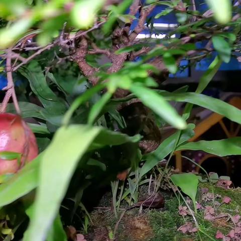 我的石榴盆景