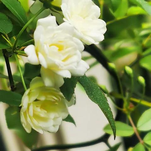 藤本蔷薇花香扑鼻