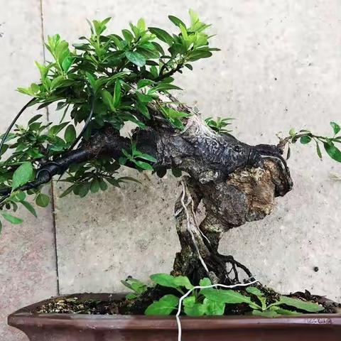 铁马鞭，优秀的盆景桩材