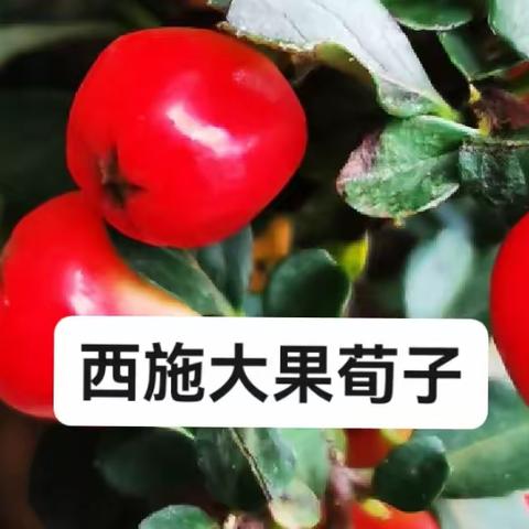 西施大果荀子
