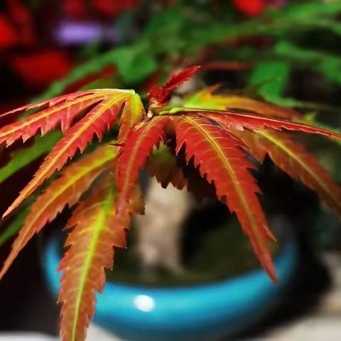 最美不过山红叶