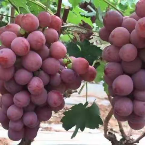 只为葡萄走南闯北，