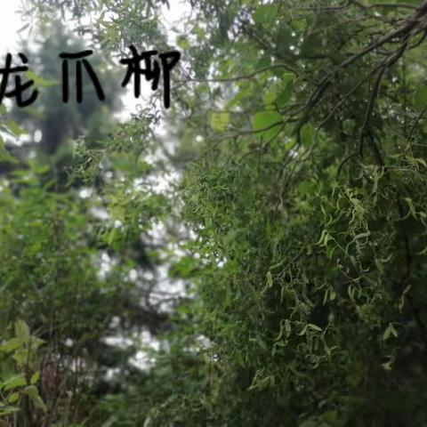 校园中的花草树木