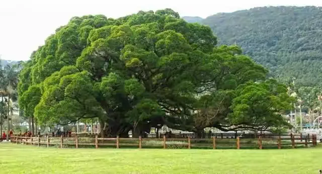 百年榕树值钱吗