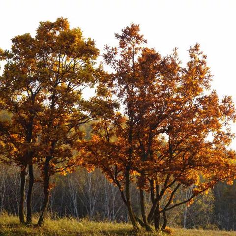 金秋走进 乌兰布统