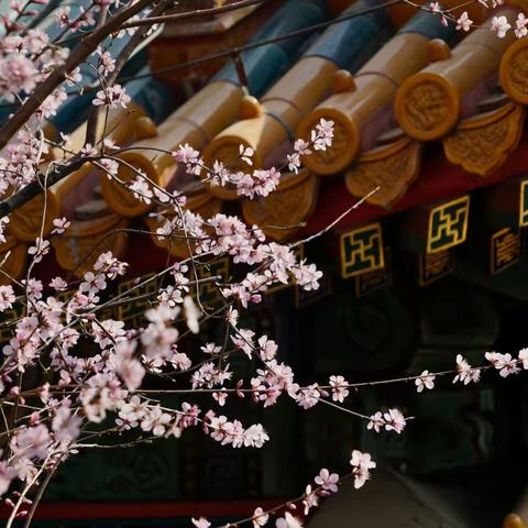 春到颐和园之画中游