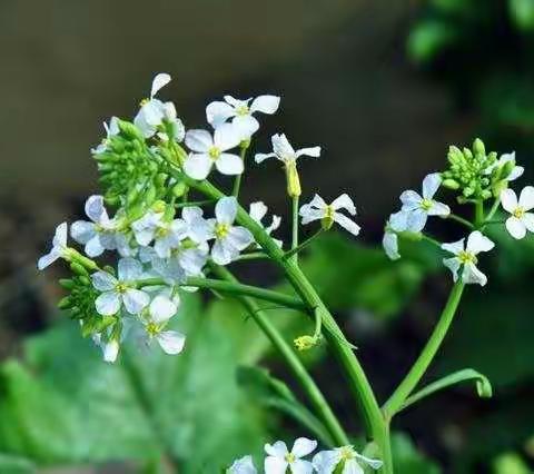 苔花如米小，也学牡丹开