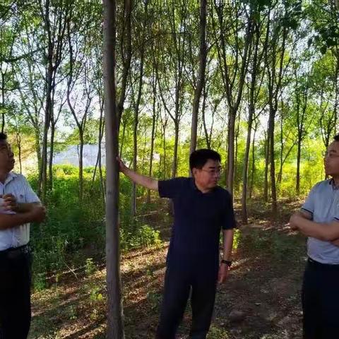 县政府副县长，县副总林长王永合到杨庄集镇开展第二季度巡林调研