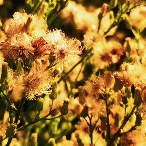 黄昏下的花草
