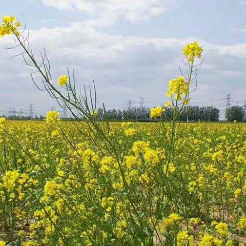 五月，乡野油菜花