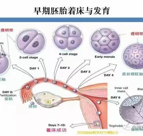 她的信任与坚持迎来的好孕