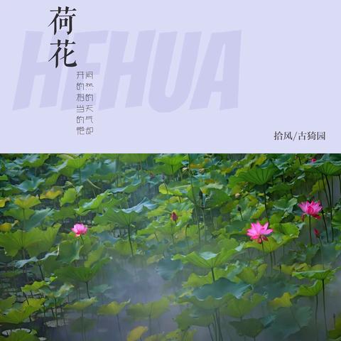 荷花