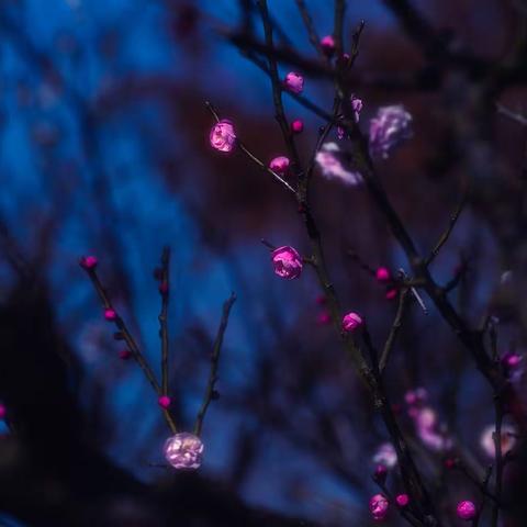 初春的梅花（奉贤海湾公园）