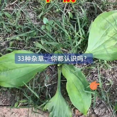 田间杂草